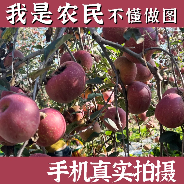 云南正宗昭通红富士冰糖心丑苹果脆甜水果当季新鲜水果