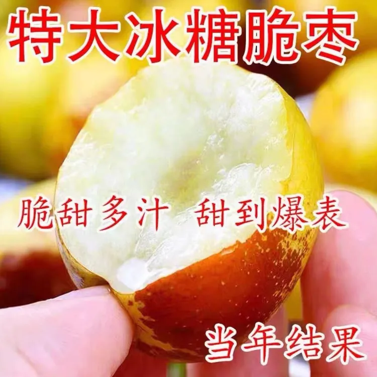特大冰糖脆枣苗耐寒当年结果南北方四季种植果树苗
