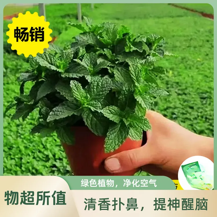 可食用薄荷盆栽水培薄荷叶新鲜可食用迷迭香驱蚊植物室内绿植花卉