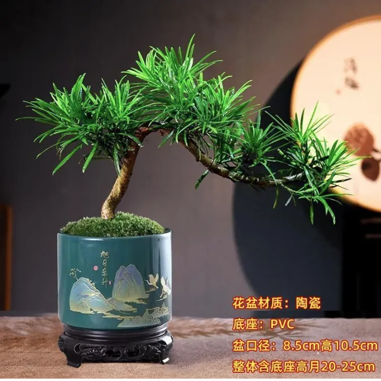 罗汉松盆景造型树老桩植物盆栽室内客厅办公室绿植好养四季常青