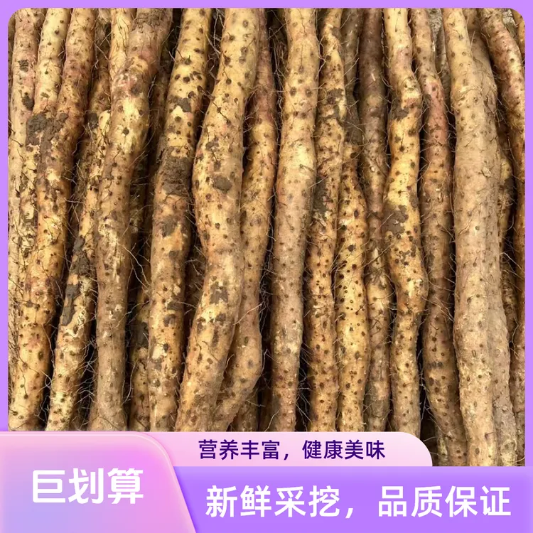 河南焦作温县正宗垆土铁棍山药新鲜现挖营养健康