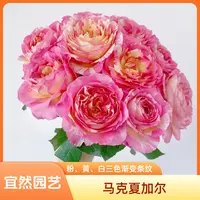 黑哥的花园油画风马克夏加尔条纹月季稀有复色玫瑰盆栽阳台四季开