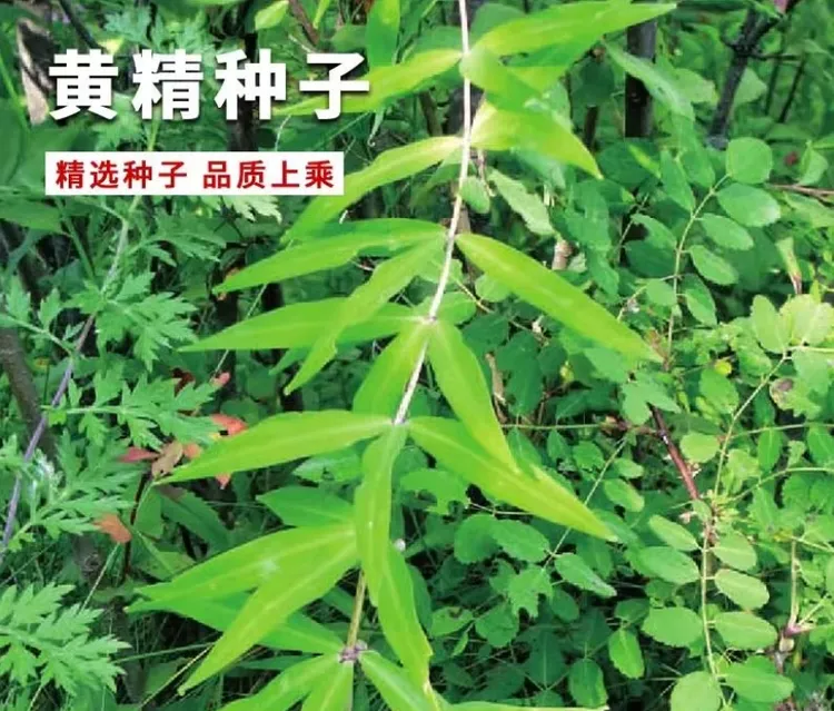 黄精种子四季种植盆栽地栽