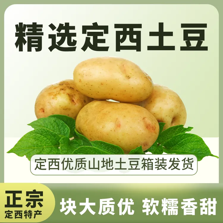 定西黄心沙面土豆正宗甘肃黄皮黄心粗麻皮土豆粉批发糯土豆直播间