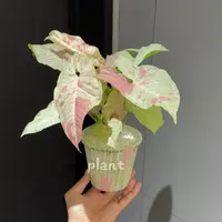 牛奶合果芋桌面小盆栽室内观叶新手好养绿植