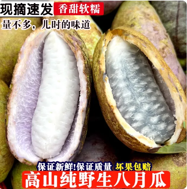 【八月炸】野生现摘八月瓜当季新鲜水果包邮香甜软糯坏果包赔