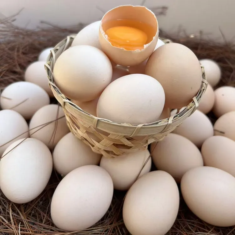 贵州散养跑山鸡鸡蛋土鸡蛋散养土鸡蛋新鲜正宗【京东/顺丰】包邮