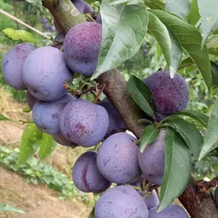 李子树苗五月脆红心李子苗嫁接早熟脱骨李树苗南北方种植盆栽地栽