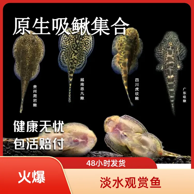 原生爬岩鳅冷水观赏鱼双吸盘草缸造景除藻清洁冷水工具鱼