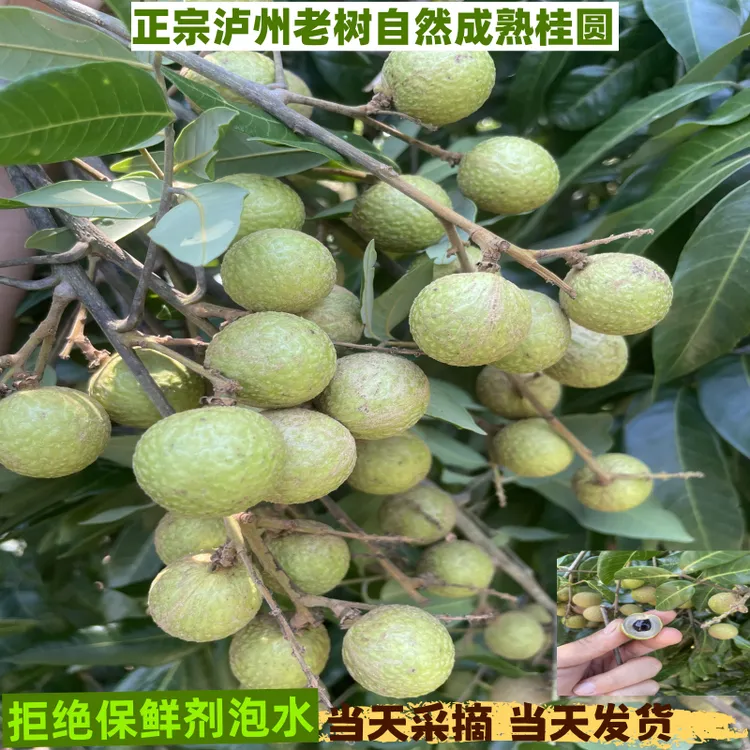 现摘四川泸州桂园龙眼清甜多汁肉厚饱满当季新鲜水果礼盒装