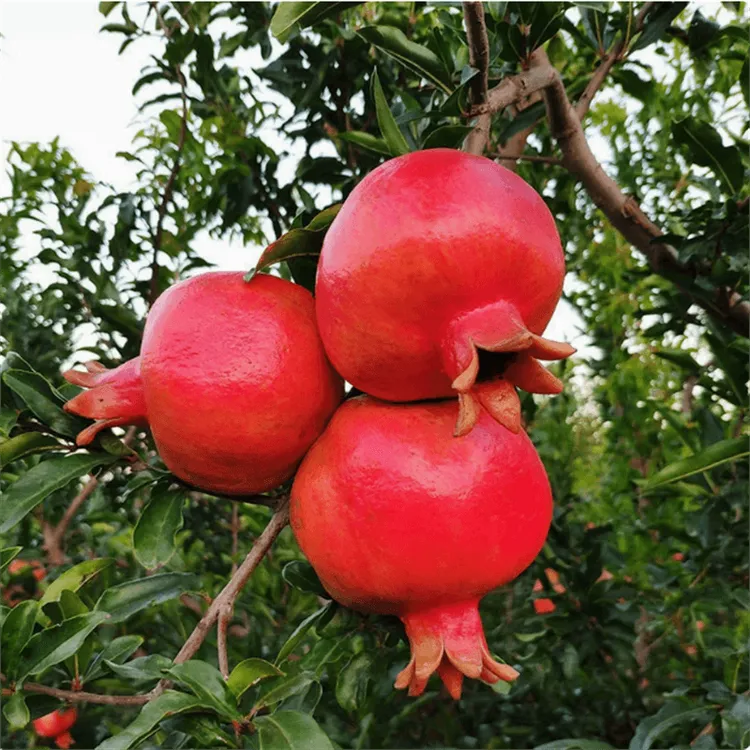2-3年苗买1送2】石榴树苗嫁接突尼斯软籽石榴蒙阳红石榴苗盆栽地栽