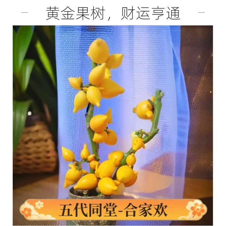 【五代同堂黄金果】半斤花铺优选云南基地直发批发装饰花材大飞燕