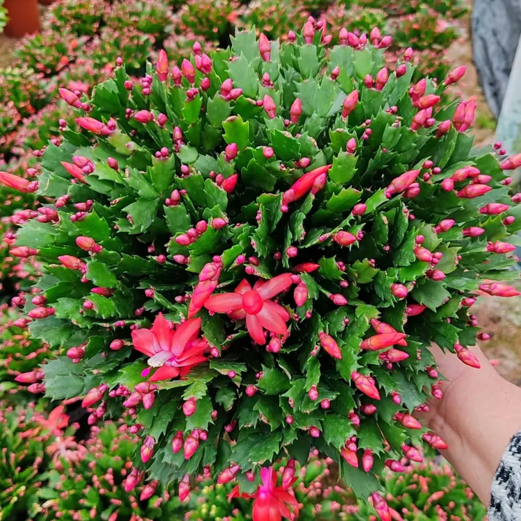 网红植物【加勒比】蟹爪兰盆栽带花苞发货室内阳台办公室花卉绿植