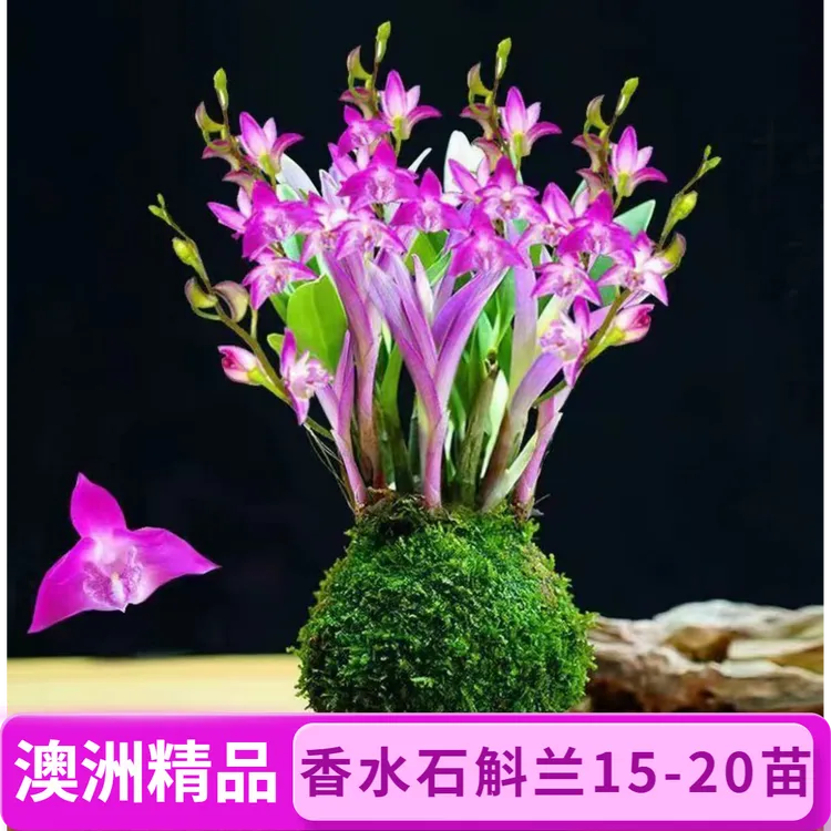 七彩香水石斛兰精品澳洲石斛浓香型土培水培室内绿植花卉好养