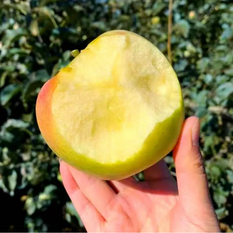 【顺丰↗青森水蜜桃苹果】烟台头茬苹果自然成熟新鲜采摘香甜多汁