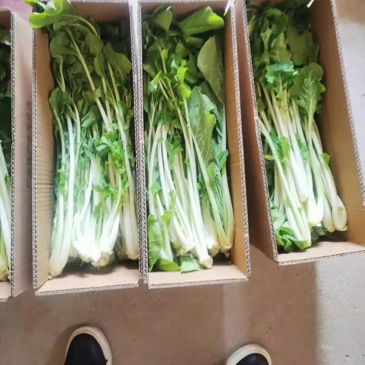 广水高杆白菜箭杆白菜新鲜箭杆白白菜红薯油面奎面月子面