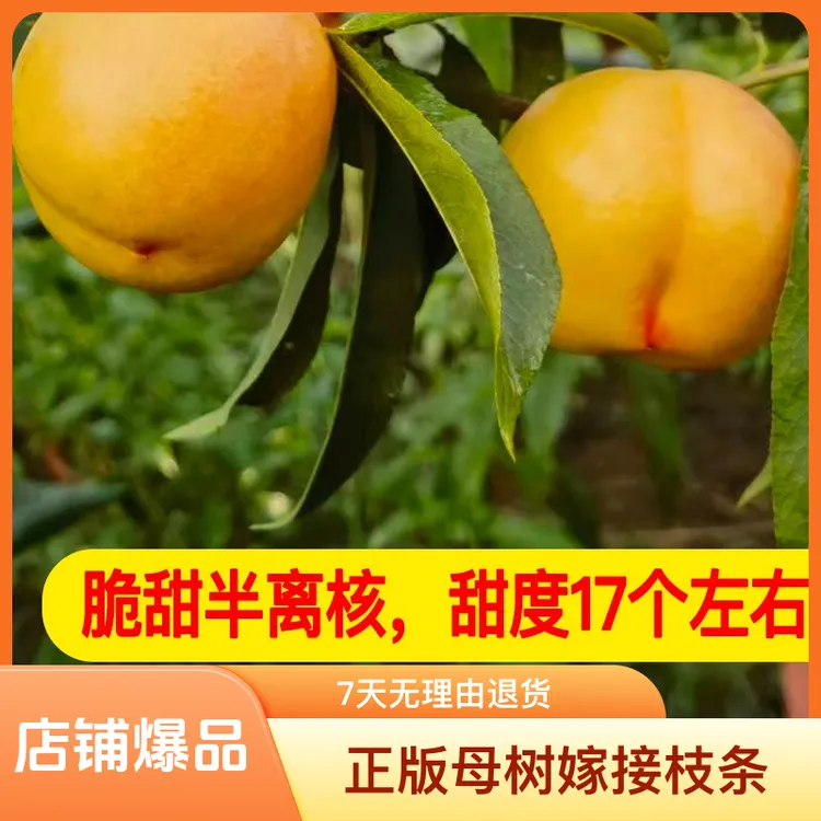 （枝条）黑涞醉桃李子系列正版母树嫁接枝条农场果园庭院阳台种植好