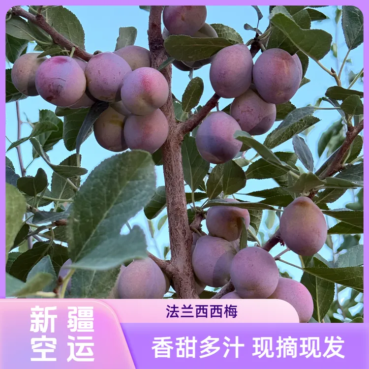 【新疆空运】新疆正宗法兰西西梅当季正宗西梅产地直发整箱水果礼盒