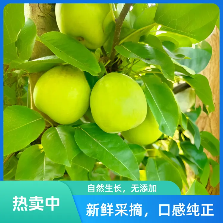 信阳【苏翠梨一号】夏季水果新鲜翠梨/脆甜爆汁/现摘现发货