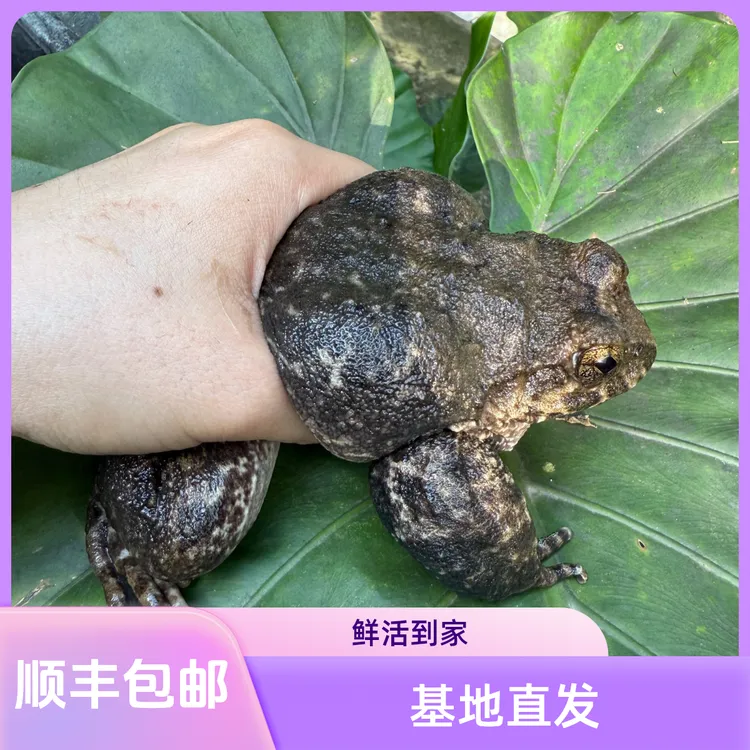 英德深山石蛙 石拐 石鸡 （1斤4只）