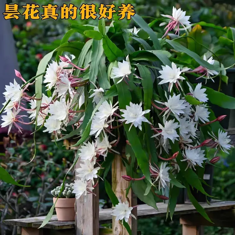 昙花盆栽月下美人昙花一现绿植好养植物室内外大小叶可食用昙花苗