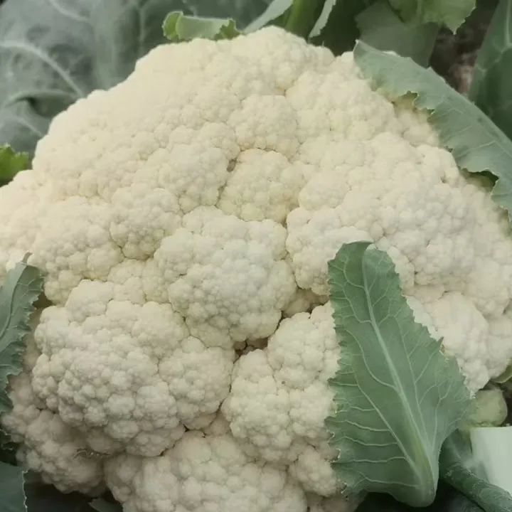 上海本地花菜好吃