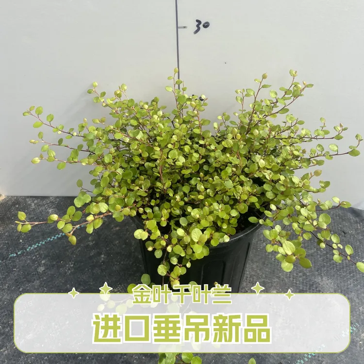 阳台绿植进口金叶千叶兰“黄金娇娃”新品丛生垂吊常绿观叶庭院植物