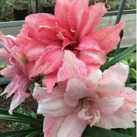 朱顶红种球【气质美女】小苗自然球，不带侧芽