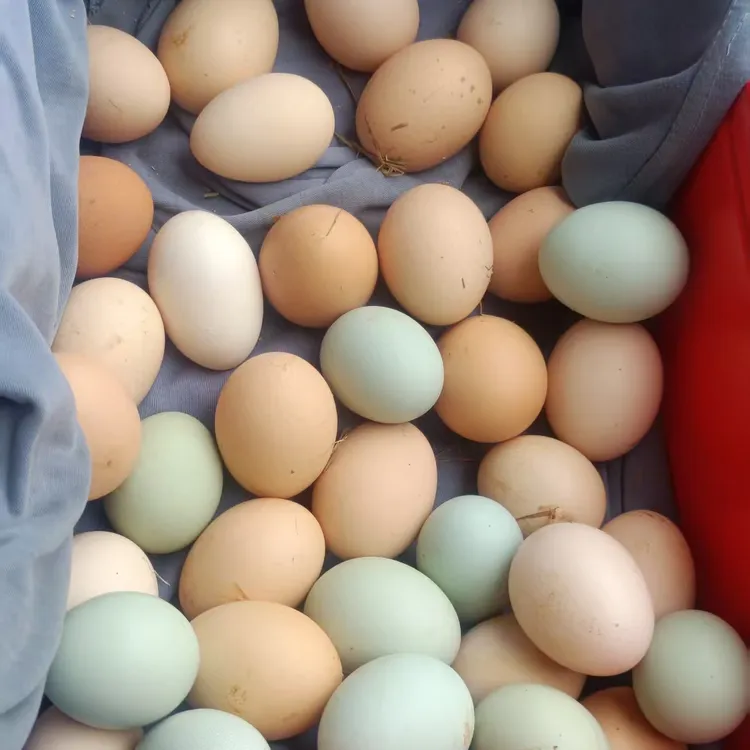土鸡蛋50个   农家土特产
