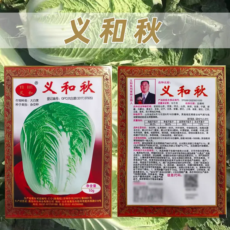 义和秋白菜种子可四季种植的蔬菜种子口味品质佳耐贮运