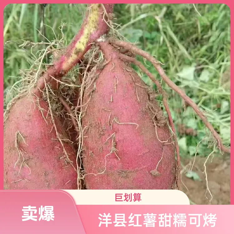 洋县槐树关镇周湾村红薯面甜香糯蜜薯可烤可蒸可煮好吃地瓜抖音