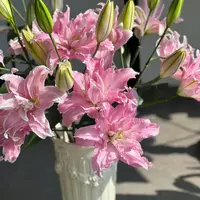 【源头优选】嫣然重瓣百合 任意两单花材升级快递 发货后不支持退款