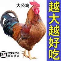【拍6送2】到手八只正宗九斤红公母可选8只一斤左右鸡宠物鸡红瑶鸡