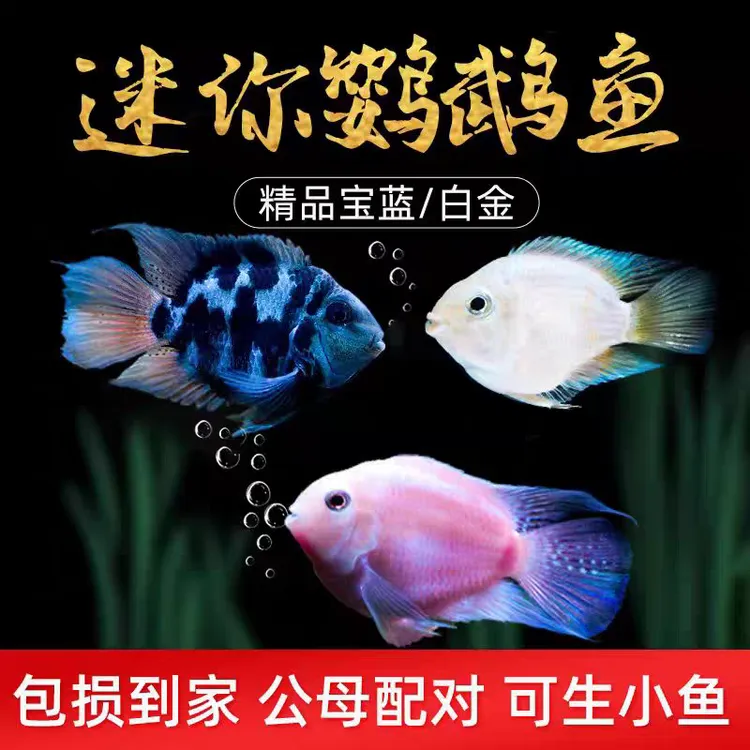 迷你桌面鹦鹉活体小型孔雀鱼淡水热带鱼苗宝蓝淡水观赏鱼好养耐活