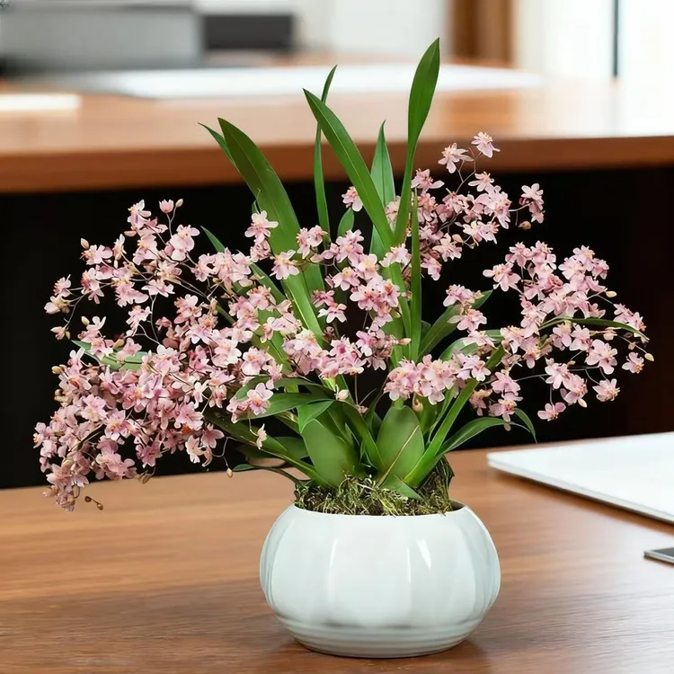 带花苞梦香兰花香四溢室内桌面客厅花卉植物盆栽冬季开花观花植物