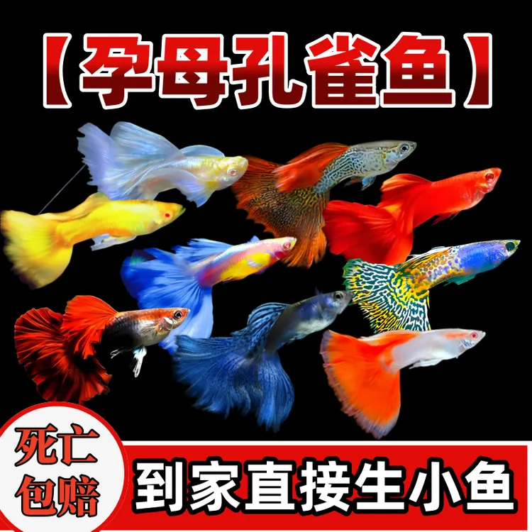 孔雀鱼鱼苗活体热带小型淡水好养耐活斑马金鱼小鱼鱼观赏鱼