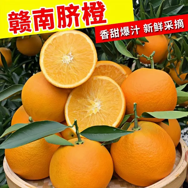 现摘正宗赣南寻乌脐橙应季新鲜脐橙产地直发