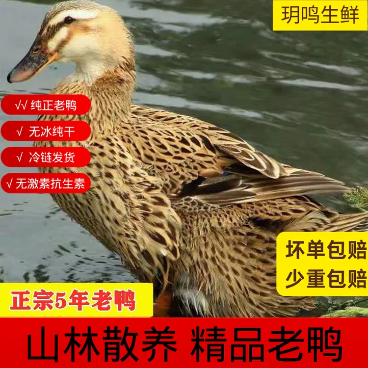 【5年老鸭】正宗散养老鸭子土鸭水鸭麻鸭新鲜鸭子整只土鸭肉质鲜美