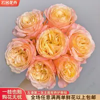 【云舍花卉】【入梦】单头玫瑰 全场任意满两单及以上鲜花包邮
