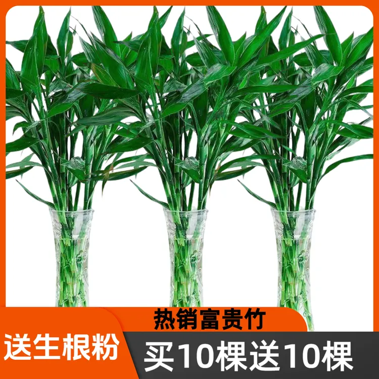 富贵竹水培植物客厅摆件发节节高水养竹子室内绿萝盆栽花卉绿植