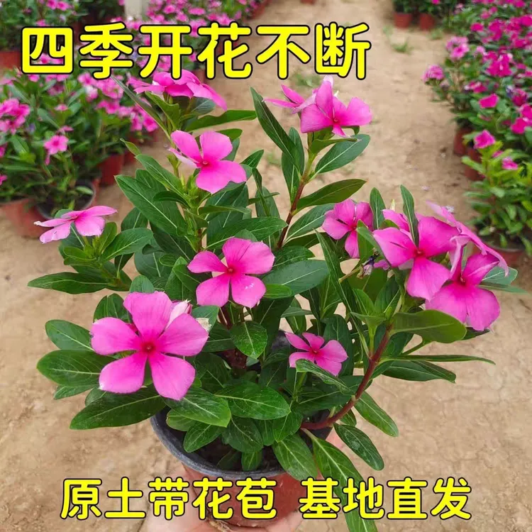 [木本天天开] 带花苞长春花盆栽金达莱四季开花卉耐晒寒阳台庭院