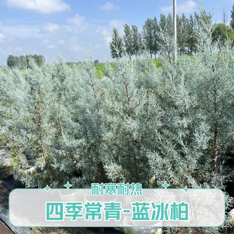 路兮小农民蓝冰柏蓝湖柏蓝色波尔瓦盆栽花苗小灌木四季常青一加仑