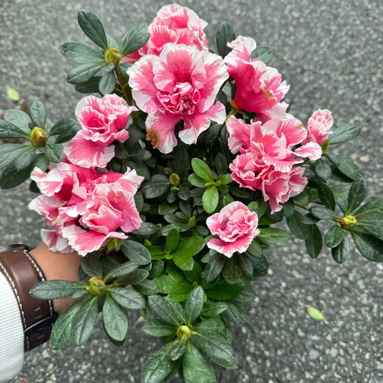 桃雪杜鹃花 品种杜鹃 带花苞发货