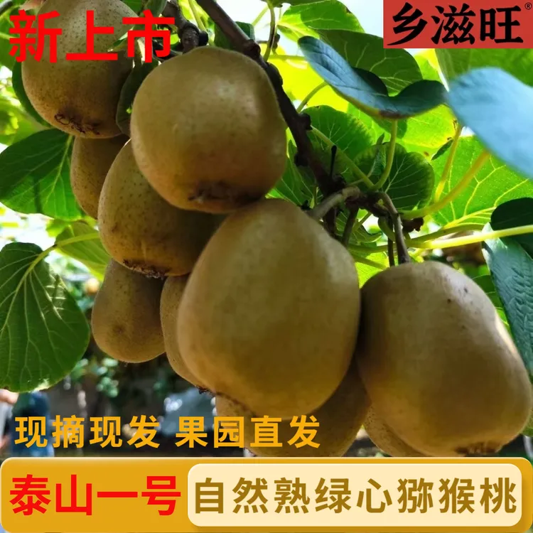 【新上市】正宗山东泰山一号猕猴桃绿色猕猴桃绿心奇异果猕猴桃现摘