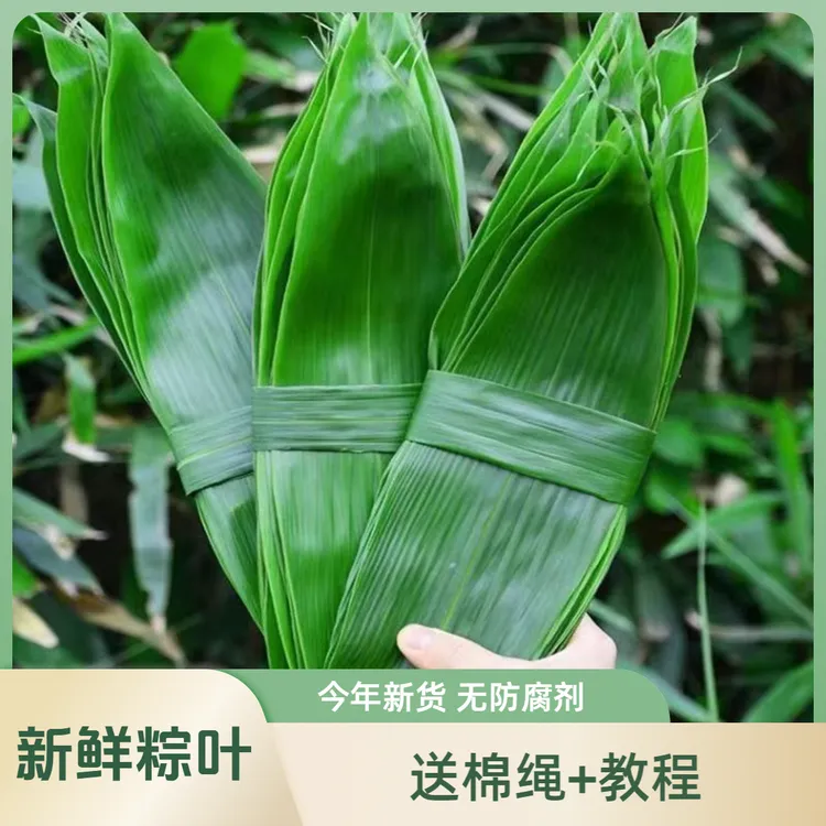 2025年新鲜粽子叶箬叶端午节包粽子专用大号粽叶50片/100片特宽