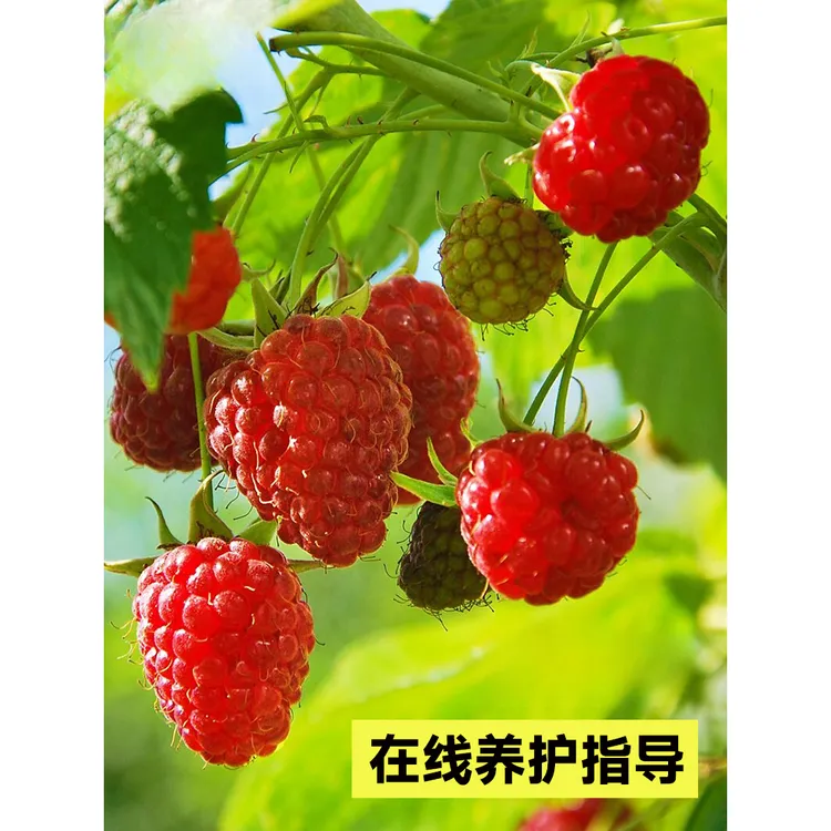 树莓苗覆盆子果苗盆栽地栽阳台南北方种植多年生耐热耐寒盆栽地栽