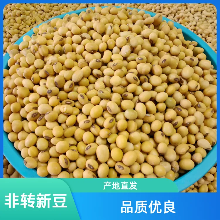 农家新豆子自种非转基因老品种黑脐黄豆非转基因黄豆打豆浆大豆