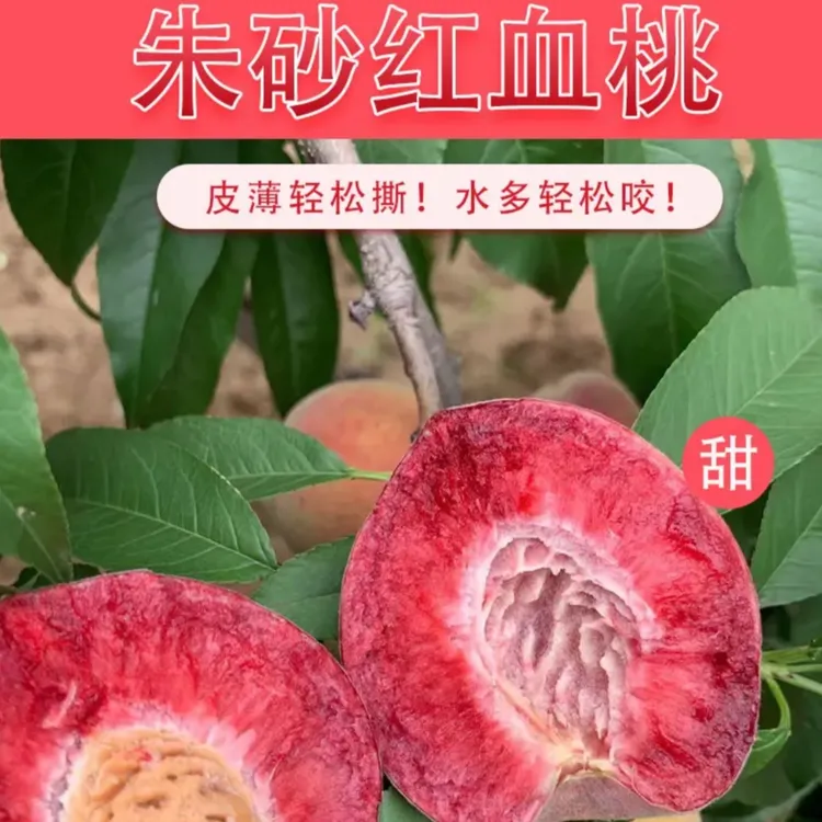 QX正宗老树朱砂红血桃新鲜当季现摘现发软糯香甜孕妇可食果园现摘
