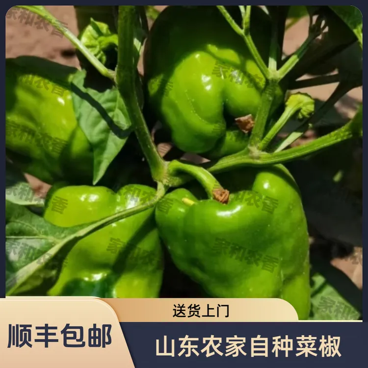 好吃营养圆椒太空椒薄皮现摘现发当季蔬菜不辣微甜