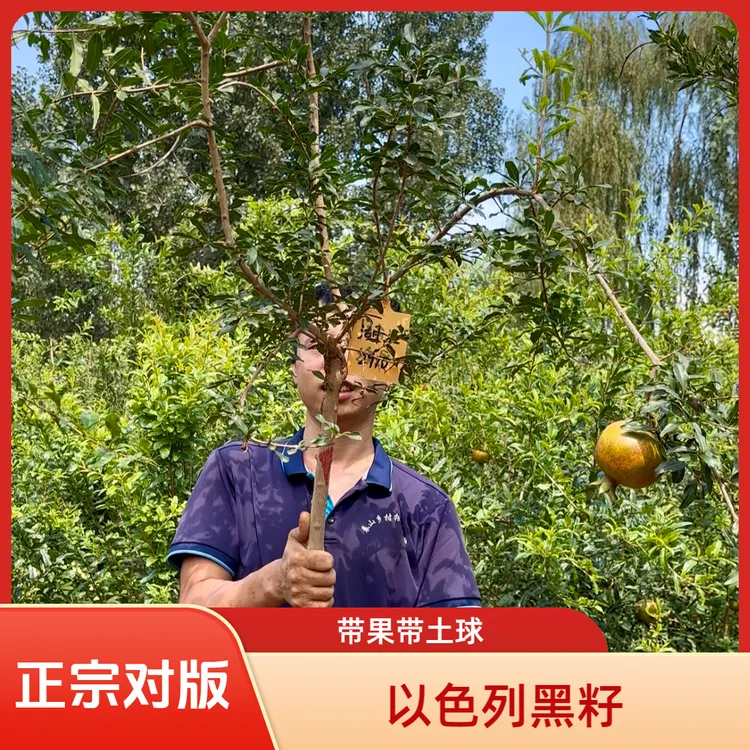 带果规格以色列黑籽石榴树 正宗对版石榴树苗 别墅庭院绿植 
